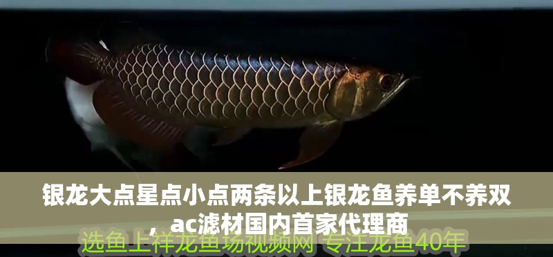 銀龍大點星點小點兩條以上銀龍魚養單不養雙，ac濾材國內首家代理商