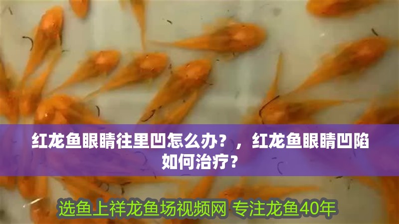 紅龍魚眼睛往里凹怎么辦？，紅龍魚眼睛凹陷如何治療？