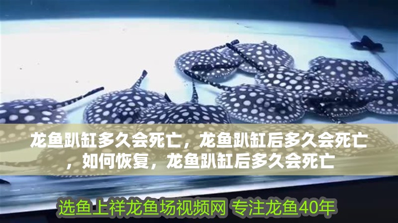 龍魚趴缸多久會死亡，龍魚趴缸后多久會死亡，如何恢復(fù)，龍魚趴缸后多久會死亡
