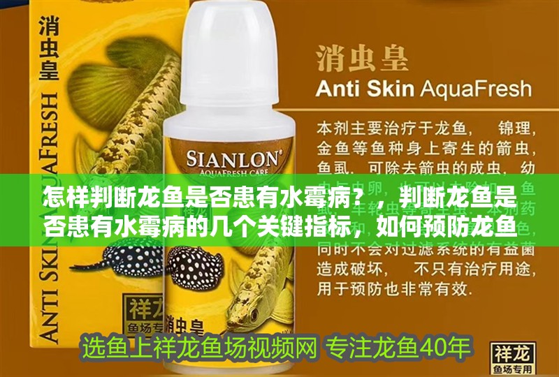 怎樣判斷龍魚(yú)是否患有水霉病？，判斷龍魚(yú)是否患有水霉病的幾個(gè)關(guān)鍵指標(biāo)，如何預(yù)防龍魚(yú)患水霉病
