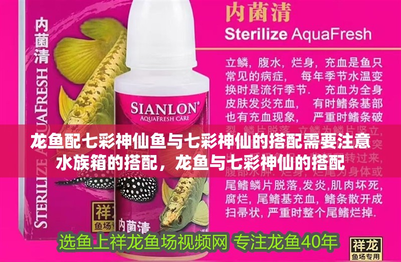 龍魚配七彩神仙魚與七彩神仙的搭配需要注意水族箱的搭配，龍魚與七彩神仙的搭配 龍魚配七彩神仙魚與七彩神仙的搭配需要注意水族箱的搭配，龍魚與七彩神仙的搭配 觀賞魚百科 第2張
