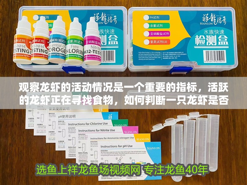 觀察龍蝦的活動情況是一個重要的指標，活躍的龍蝦正在尋找食物，如何判斷一只龍蝦是否需要食物