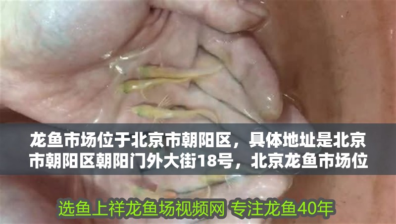 龍魚市場位于北京市朝陽區(qū)，具體地址是北京市朝陽區(qū)朝陽門外大街18號(hào)，北京龍魚市場位于北京市朝陽區(qū)
