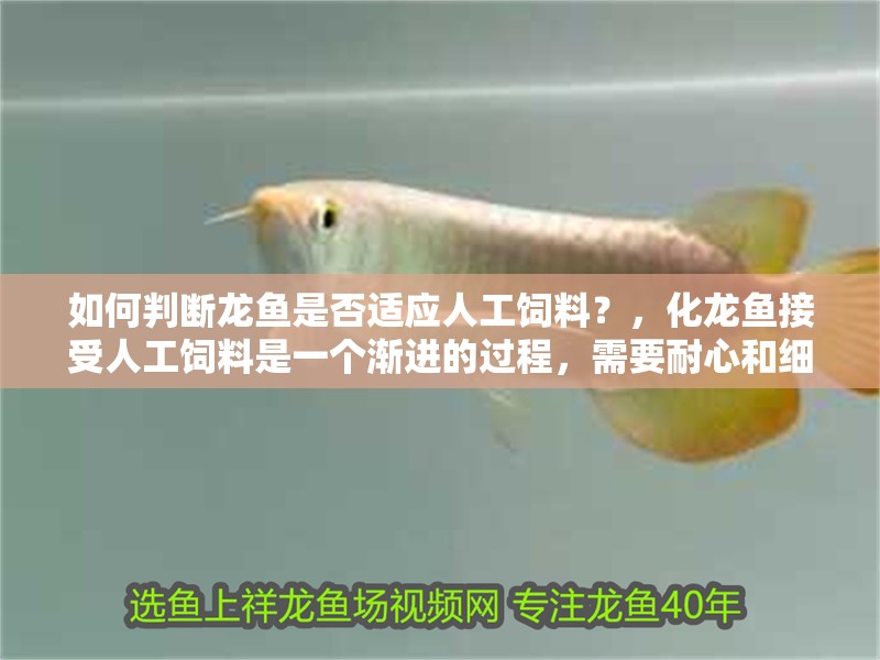 如何判斷龍魚是否適應人工飼料？，化龍魚接受人工飼料是一個漸進的過程，需要耐心和細心