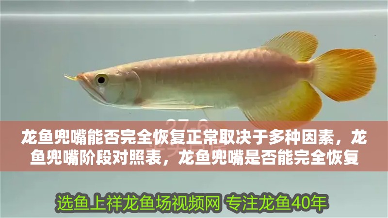 龍魚兜嘴能否完全恢復正常取決于多種因素，龍魚兜嘴階段對照表，龍魚兜嘴是否能完全恢復