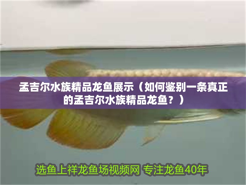 孟吉爾水族精品龍魚展示（如何鑒別一條真正的孟吉爾水族精品龍魚？）