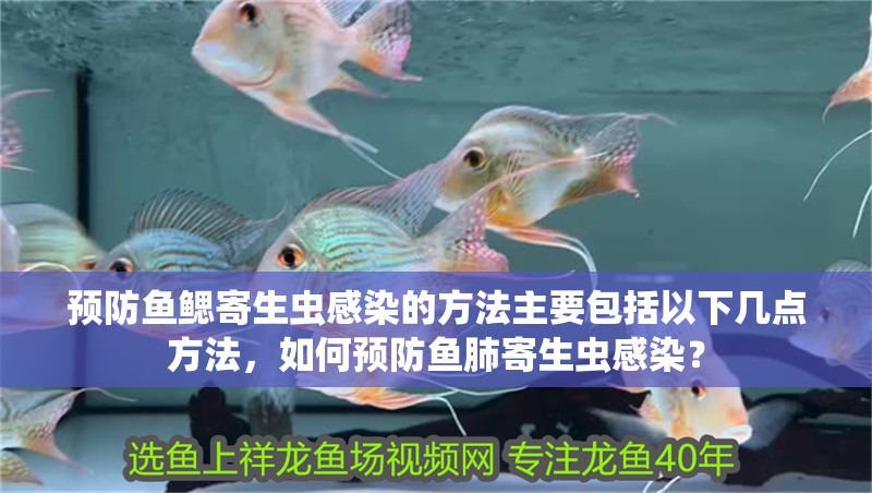 預(yù)防魚鰓寄生蟲感染的方法主要包括以下幾點(diǎn)方法，如何預(yù)防魚肺寄生蟲感染？ 預(yù)防魚鰓寄生蟲感染的方法主要包括以下幾點(diǎn)方法，如何預(yù)防魚肺寄生蟲感染？ 龍魚百科 第3張