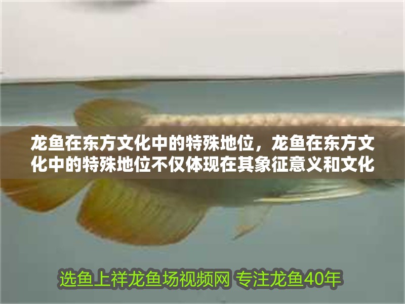 龍魚在東方文化中的特殊地位，龍魚在東方文化中的特殊地位不僅體現(xiàn)在其象征意義和文化價值上 龍魚在東方文化中的特殊地位，龍魚在東方文化中的特殊地位不僅體現(xiàn)在其象征意義和文化價值上 龍魚百科