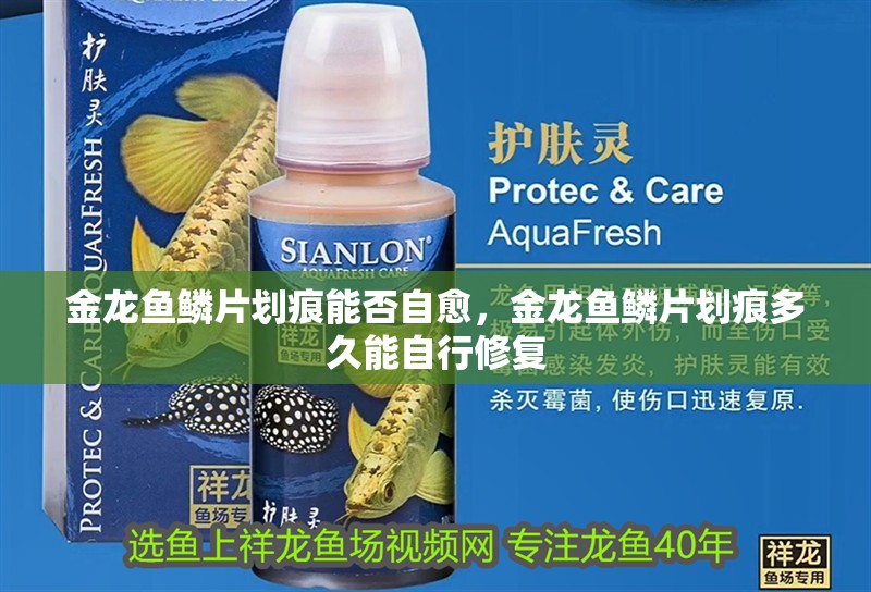 金龍魚鱗片劃痕能否自愈，金龍魚鱗片劃痕多久能自行修復 金龍魚鱗片劃痕能否自愈，金龍魚鱗片劃痕多久能自行修復 龍魚百科