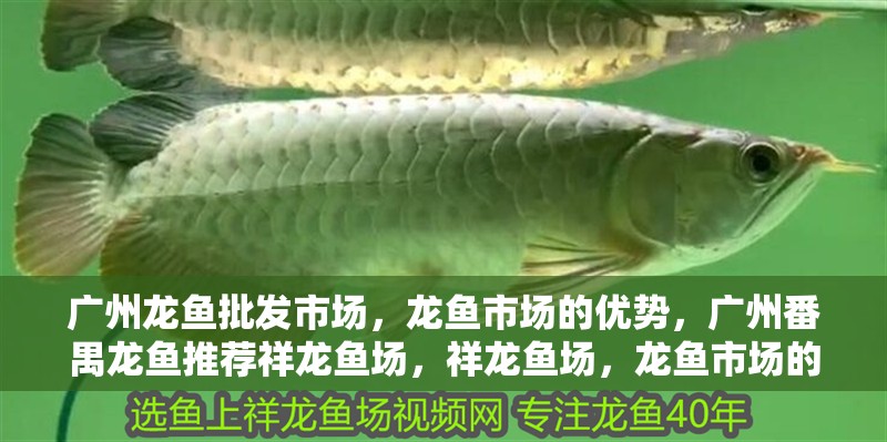 廣州龍魚批發市場，龍魚市場的優勢，廣州番禺龍魚推薦祥龍魚場，祥龍魚場，龍魚市場的混亂
