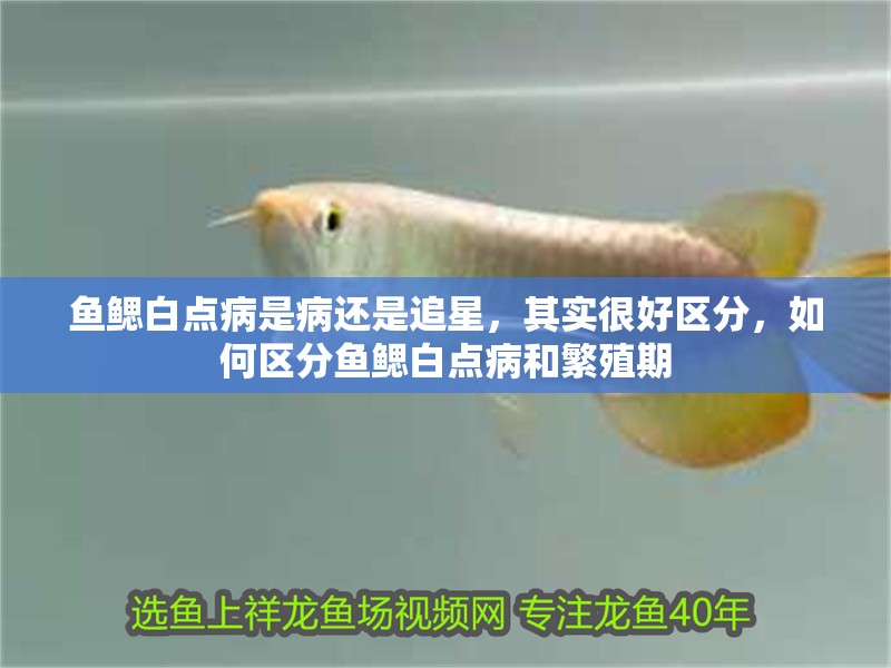 魚鰓白點病是病還是追星，其實很好區分，如何區分魚鰓白點病和繁殖期