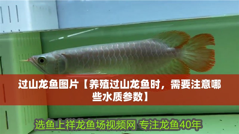 過山龍魚圖片【養(yǎng)殖過山龍魚時(shí)，需要注意哪些水質(zhì)參數(shù)】