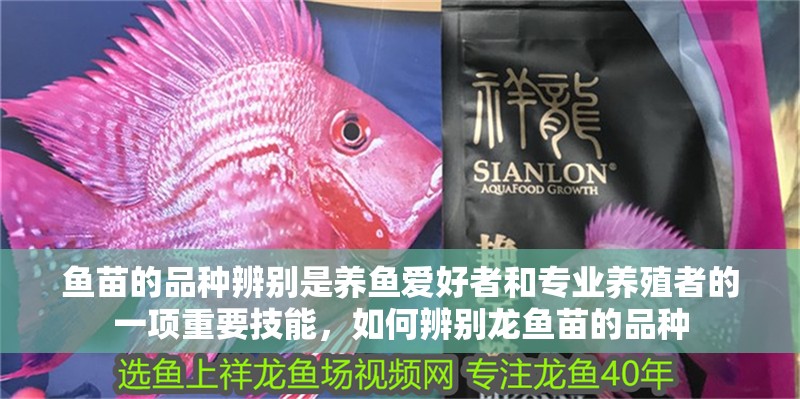 魚苗的品種辨別是養(yǎng)魚愛好者和專業(yè)養(yǎng)殖者的一項重要技能，如何辨別龍魚苗的品種