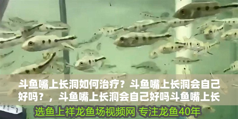 斗魚嘴上長洞如何治療？斗魚嘴上長洞會(huì)自己好嗎？，斗魚嘴上長洞會(huì)自己好嗎斗魚嘴上長洞會(huì)自己好嗎