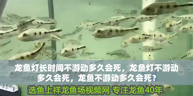 龍魚燈長時間不游動多久會死，龍魚燈不游動多久會死，龍魚不游動多久會死？