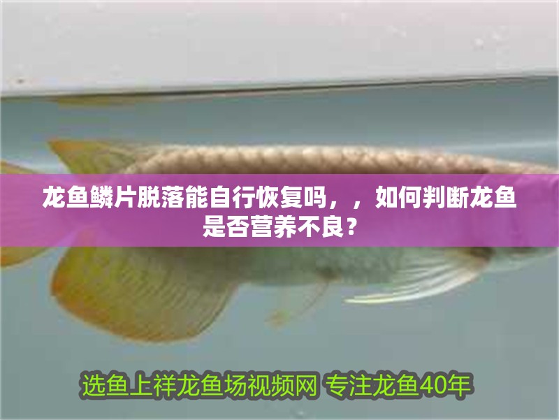 龍魚鱗片脫落能自行恢復嗎，，如何判斷龍魚是否營養不良？