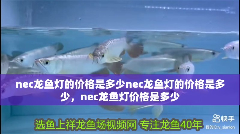 nec龍魚燈的價(jià)格是多少nec龍魚燈的價(jià)格是多少，nec龍魚燈價(jià)格是多少