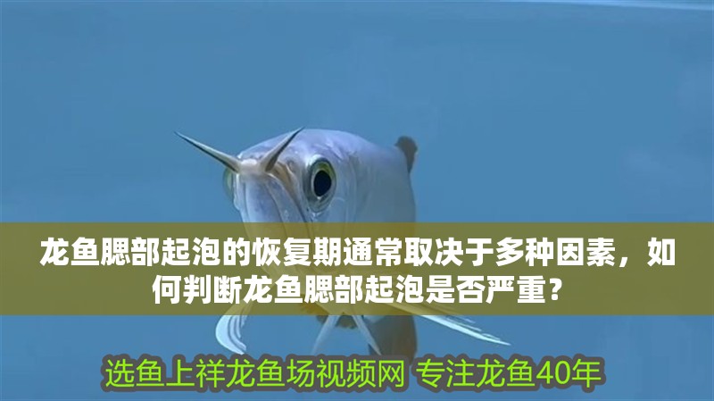 龍魚腮部起泡的恢復期通常取決于多種因素，如何判斷龍魚腮部起泡是否嚴重？