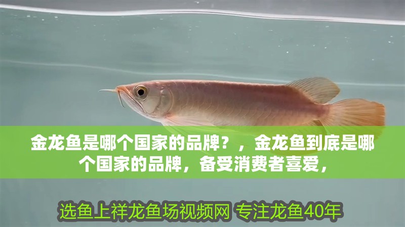 金龍魚是哪個國家的品牌？，金龍魚到底是哪個國家的品牌，備受消費者喜愛， 金龍魚是哪個國家的品牌？，金龍魚到底是哪個國家的品牌，備受消費者喜愛， 觀賞魚百科 第2張