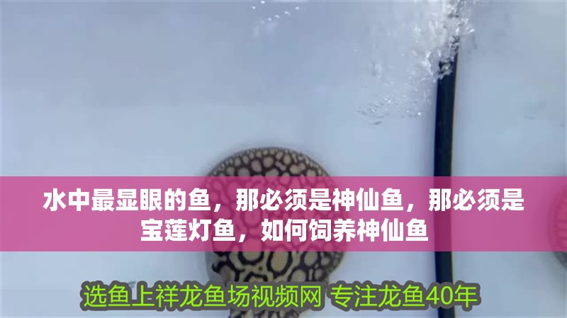 水中最顯眼的魚，那必須是神仙魚，那必須是寶蓮燈魚，如何飼養神仙魚
