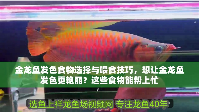 金龍魚發(fā)色食物選擇與喂食技巧，想讓金龍魚發(fā)色更艷麗？這些食物能幫上忙