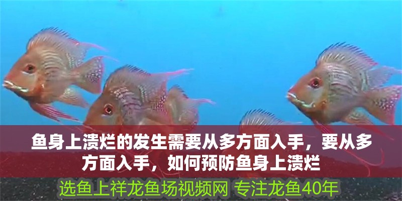 魚身上潰爛的發(fā)生需要從多方面入手，要從多方面入手，如何預(yù)防魚身上潰爛