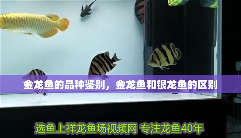 金龍魚的品種鑒別，金龍魚和銀龍魚的區別 金龍魚的品種鑒別，金龍魚和銀龍魚的區別 觀賞魚百科