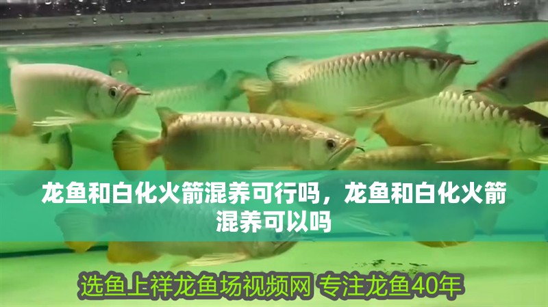 龍魚和白化火箭混養可行嗎，龍魚和白化火箭混養可以嗎 龍魚和白化火箭混養可行嗎，龍魚和白化火箭混養可以嗎 觀賞魚百科 第2張