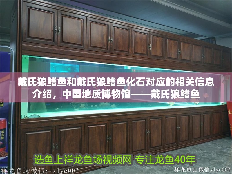 魚缸用增氧泵價格是多少:魚缸增氧機-xtrac增氧機-xtrac增氧機 戴氏狼鰭魚和戴氏狼鰭魚化石對應的相關信息介紹,中國地質博物館——戴氏狼鰭魚 觀賞魚百科 戴氏狼鰭魚和戴氏狼鰭魚化石對應的相關信息介紹,中國地質博物館——戴氏狼鰭魚 戴氏狼鰭魚和戴氏狼鰭魚化石對應的相關信息介紹,中國地質博物館——戴氏狼鰭魚 觀賞魚百科