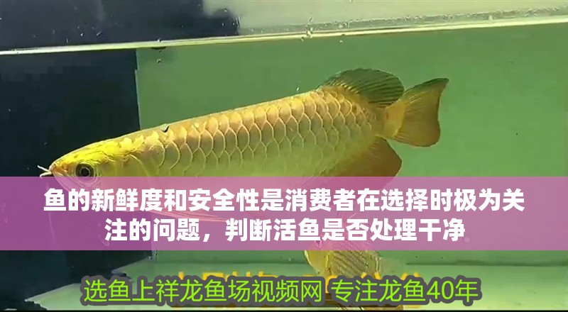 魚的新鮮度和安全性是消費者在選擇時極為關注的問題，判斷活魚是否處理干凈