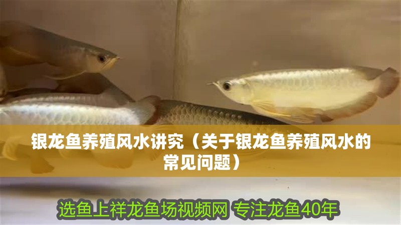 銀龍魚養殖風水講究（關于銀龍魚養殖風水的常見問題） 銀龍魚養殖風水講究（關于銀龍魚養殖風水的常見問題） 觀賞魚百科 第3張