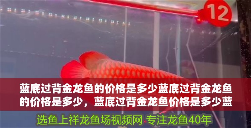 藍(lán)底過背金龍魚的價(jià)格是多少藍(lán)底過背金龍魚的價(jià)格是多少，藍(lán)底過背金龍魚價(jià)格是多少藍(lán)底過背金龍魚多久發(fā)色 藍(lán)底過背金龍魚的價(jià)格是多少藍(lán)底過背金龍魚的價(jià)格是多少，藍(lán)底過背金龍魚價(jià)格是多少藍(lán)底過背金龍魚多久發(fā)色 龍魚百科