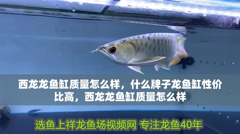 西龍龍魚缸質量怎么樣，什么牌子龍魚缸性價比高，西龍龍魚缸質量怎么樣