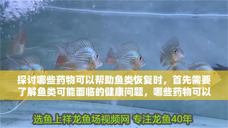 探討哪些藥物可以幫助魚類恢復時，首先需要了解魚類可能面臨的健康問題，哪些藥物可以幫助魚類恢復