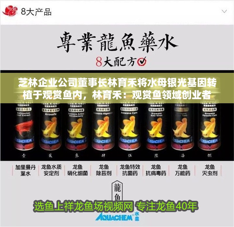 芝林企業公司董事長林育禾將水母銀光基因轉植于觀賞魚內，林育禾：觀賞魚領域創業者