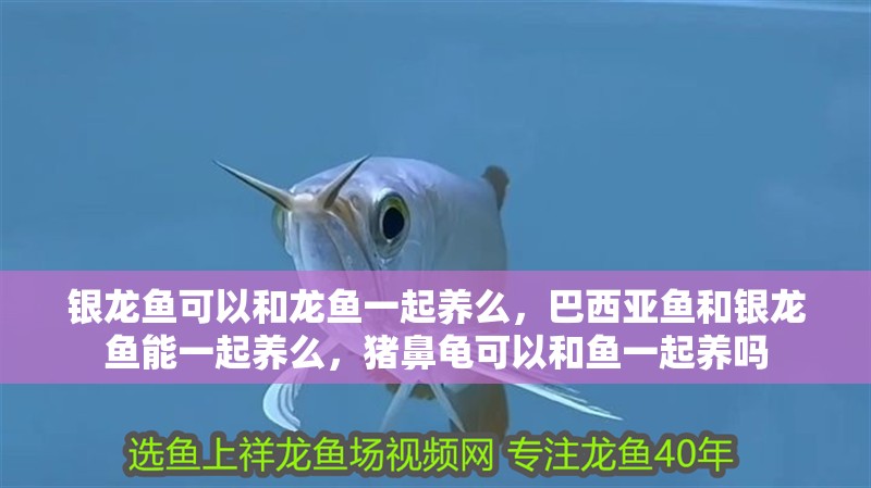 銀龍魚可以和龍魚一起養么，巴西亞魚和銀龍魚能一起養么，豬鼻龜可以和魚一起養嗎
