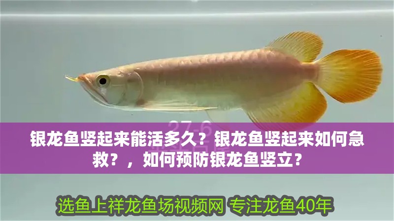 銀龍魚豎起來能活多久？銀龍魚豎起來如何急救？，如何預防銀龍魚豎立？