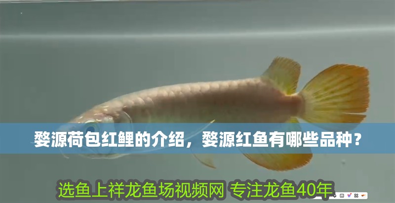 婺源荷包紅鯉的介紹,婺源紅魚有哪些品種? 觀賞魚百科 第3張 婺源荷包紅鯉的介紹,婺源紅魚有哪些品種? 婺源荷包紅鯉的介紹,婺源紅魚有哪些品種? 觀賞魚百科 第3張