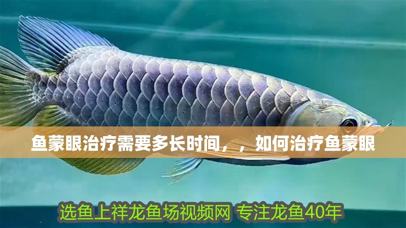 魚蒙眼治療需要多長時(shí)間,,如何治療魚蒙眼 龍魚百科 第2張 魚蒙眼治療需要多長時(shí)間,,如何治療魚蒙眼 魚蒙眼治療需要多長時(shí)間,,如何治療魚蒙眼 龍魚百科 第2張