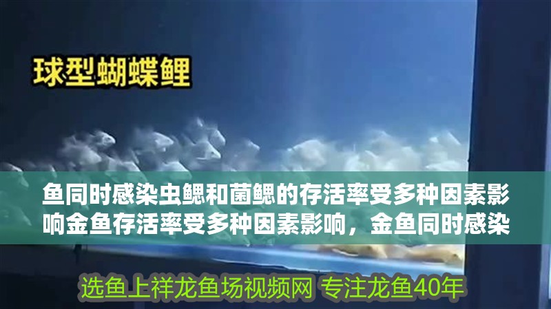 魚同時感染蟲鰓和菌鰓的存活率受多種因素影響金魚存活率受多種因素影響，金魚同時感染蟲鰓和菌鰓的存活率會大幅下降嗎？