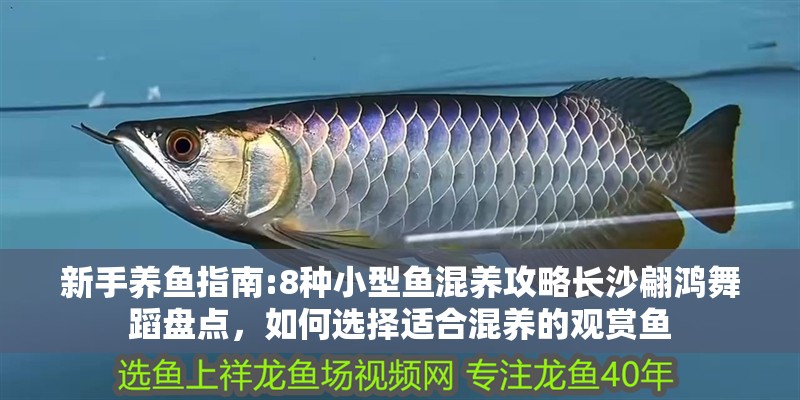新手養魚指南:8種小型魚混養攻略長沙翩鴻舞蹈盤點，如何選擇適合混養的觀賞魚 新手養魚指南:8種小型魚混養攻略長沙翩鴻舞蹈盤點，如何選擇適合混養的觀賞魚 龍魚百科