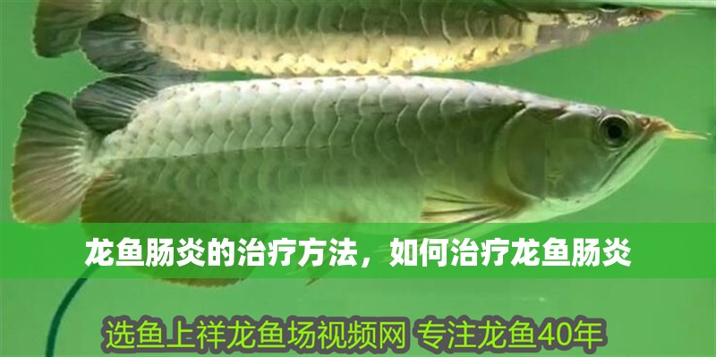 龍魚腸炎的治療方法，如何治療龍魚腸炎
