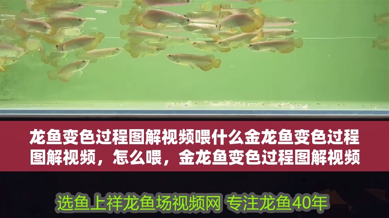 龍魚變色過程圖解視頻喂什么金龍魚變色過程圖解視頻，怎么喂，金龍魚變色過程圖解視頻