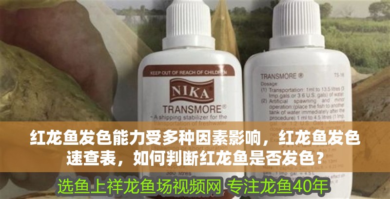 紅龍魚發色能力受多種因素影響，紅龍魚發色速查表，如何判斷紅龍魚是否發色？ 紅龍魚發色能力受多種因素影響，紅龍魚發色速查表，如何判斷紅龍魚是否發色？ 龍魚百科 第2張