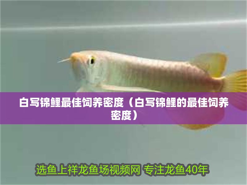 白寫錦鯉最佳飼養密度（白寫錦鯉的最佳飼養密度）