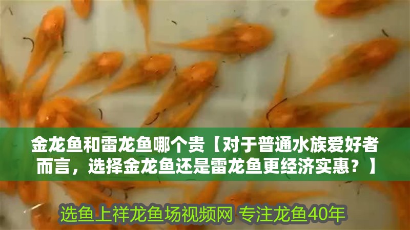 金龍魚和雷龍魚哪個貴【對于普通水族愛好者而言，選擇金龍魚還是雷龍魚更經(jīng)濟實惠？】