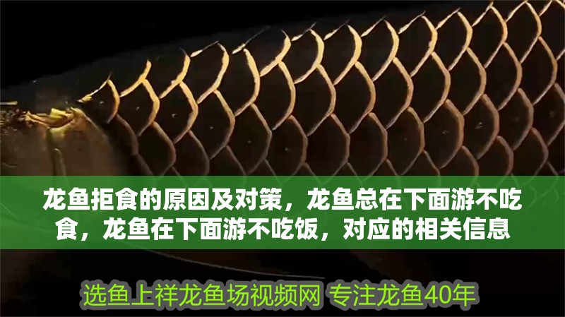 龍魚拒食的原因及對(duì)策，龍魚總在下面游不吃食，龍魚在下面游不吃飯，對(duì)應(yīng)的相關(guān)信息