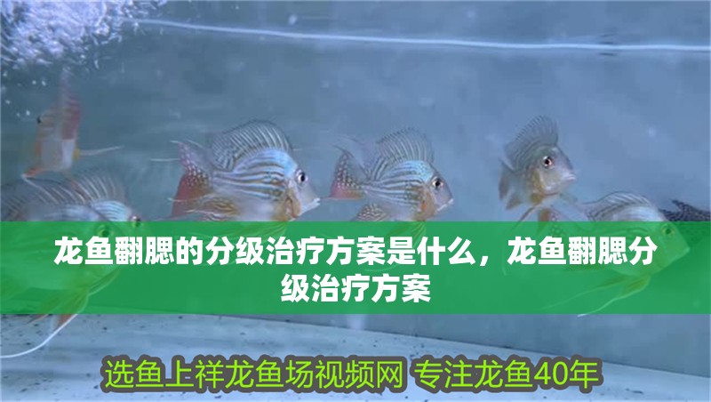 龍魚翻腮的分級(jí)治療方案是什么，龍魚翻腮分級(jí)治療方案