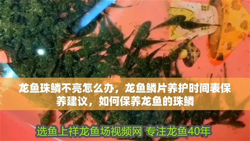 龍魚珠鱗不亮怎么辦，龍魚鱗片養護時間表保養建議，如何保養龍魚的珠鱗