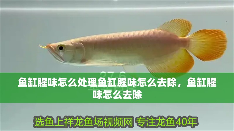 魚缸腥味怎么處理魚缸腥味怎么去除，魚缸腥味怎么去除